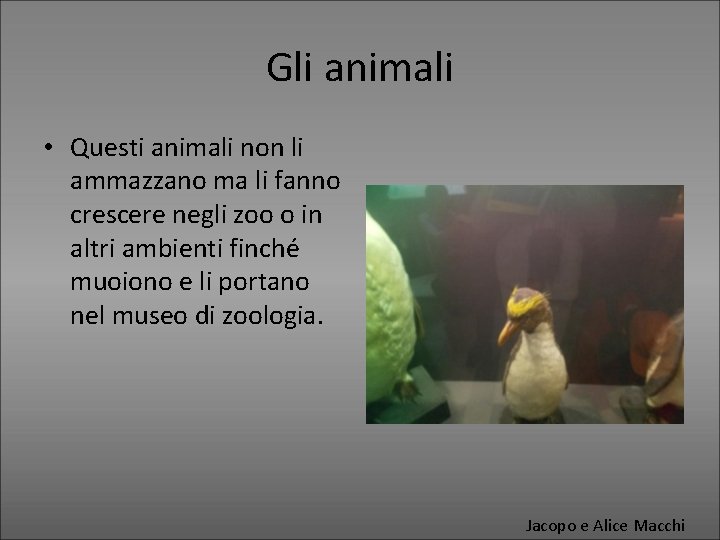 Gli animali • Questi animali non li ammazzano ma li fanno crescere negli zoo