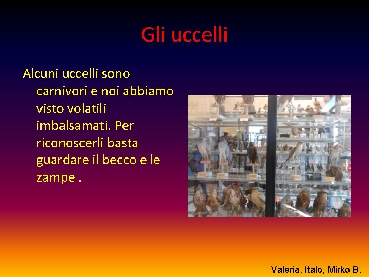 Gli uccelli Alcuni uccelli sono carnivori e noi abbiamo visto volatili imbalsamati. Per riconoscerli