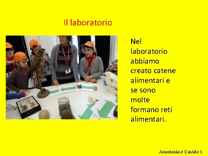 Il laboratorio Nel laboratorio abbiamo creato catene alimentari e se sono molte formano reti