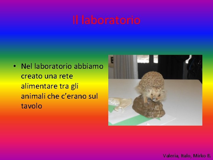 Il laboratorio • Nel laboratorio abbiamo creato una rete alimentare tra gli animali che