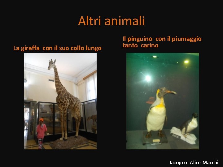 Altri animali La giraffa con il suo collo lungo Il pinguino con il piumaggio