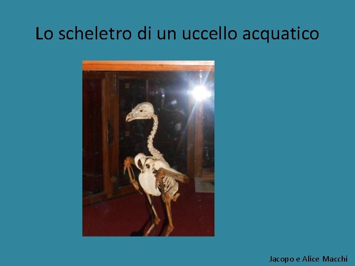 Lo scheletro di un uccello acquatico Jacopo e Alice Macchi 
