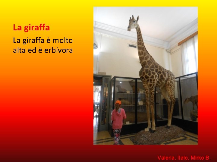 La giraffa è molto alta ed è erbivora Valeria, Italo, Mirko B. 