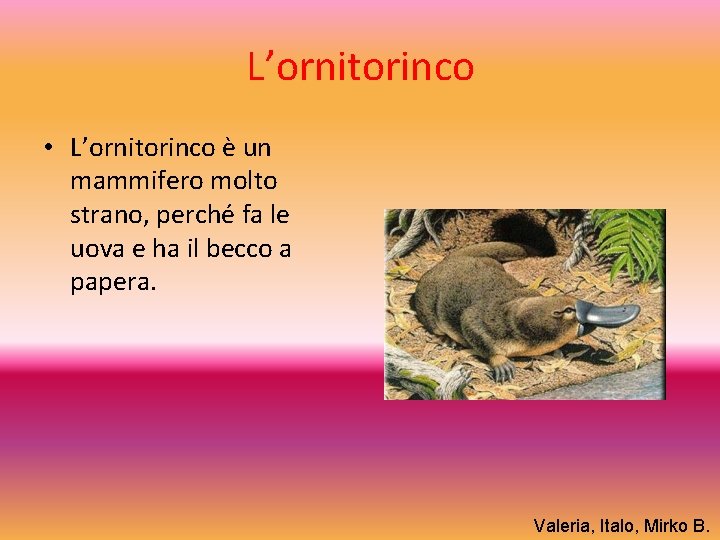 L’ornitorinco • L’ornitorinco è un mammifero molto strano, perché fa le uova e ha