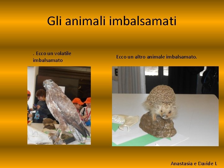 Gli animali imbalsamati. Ecco un volatile imbalsamato Ecco un altro animale imbalsamato. Anastasia e