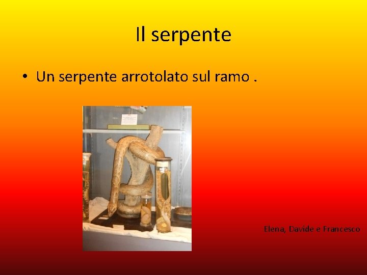 Il serpente • Un serpente arrotolato sul ramo. Elena, Davide e Francesco 