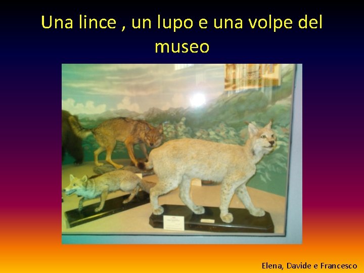 Una lince , un lupo e una volpe del museo Elena, Davide e Francesco