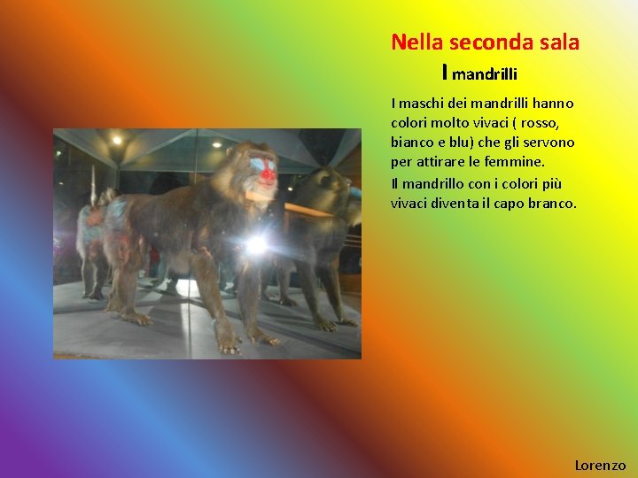 Nella seconda sala I mandrilli I maschi dei mandrilli hanno colori molto vivaci (