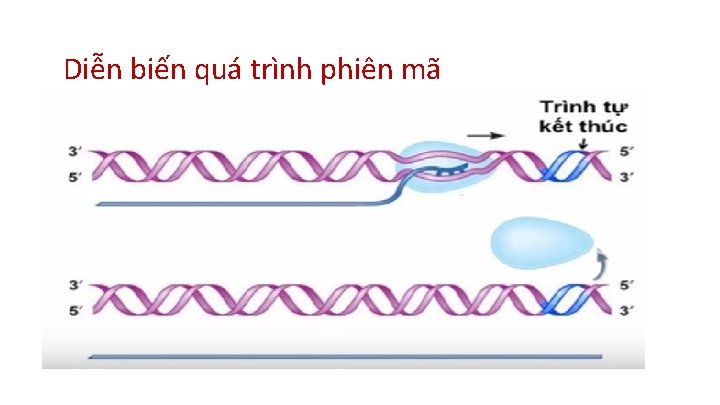 Diễn biến quá trình phiên mã 