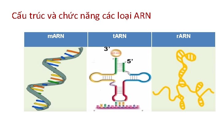 Cấu trúc và chức năng các loại ARN m. ARN t. ARN r. ARN