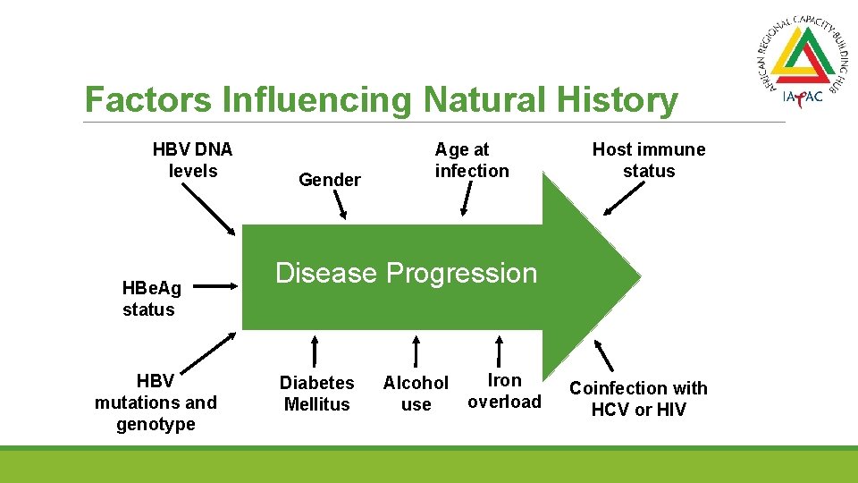 Factors Influencing Natural History HBV DNA levels HBe. Ag status HBV mutations and genotype