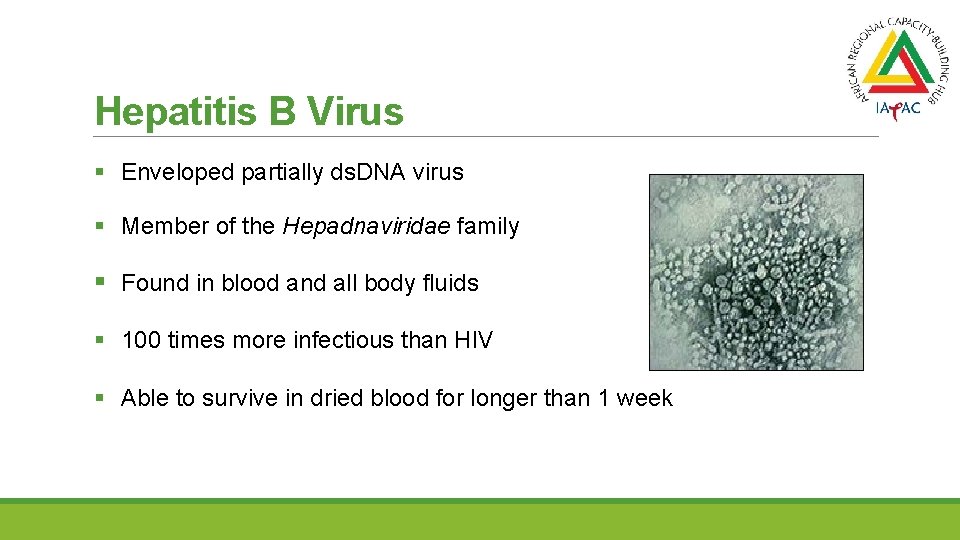 Hepatitis B Virus § Enveloped partially ds. DNA virus § Member of the Hepadnaviridae