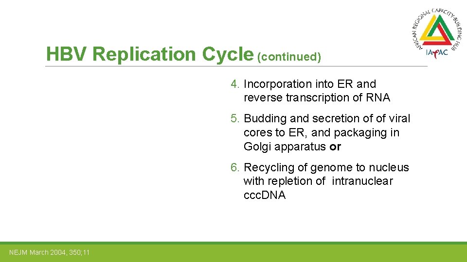 HBV Replication Cycle (continued) 4. Incorporation into ER and reverse transcription of RNA 5.