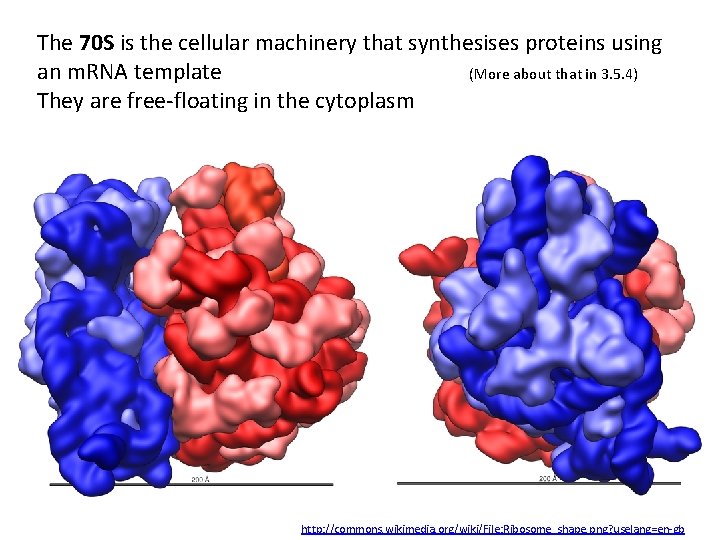The 70 S is the cellular machinery that synthesises proteins using an m. RNA