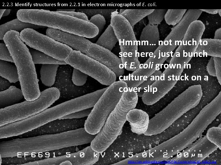 2. 2. 3 Identify structures from 2. 2. 1 in electron micrographs of E.