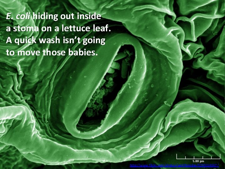E. coli hiding out inside a stoma on a lettuce leaf. A quick wash