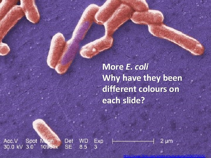 More E. coli Why have they been different colours on each slide? http: //www.