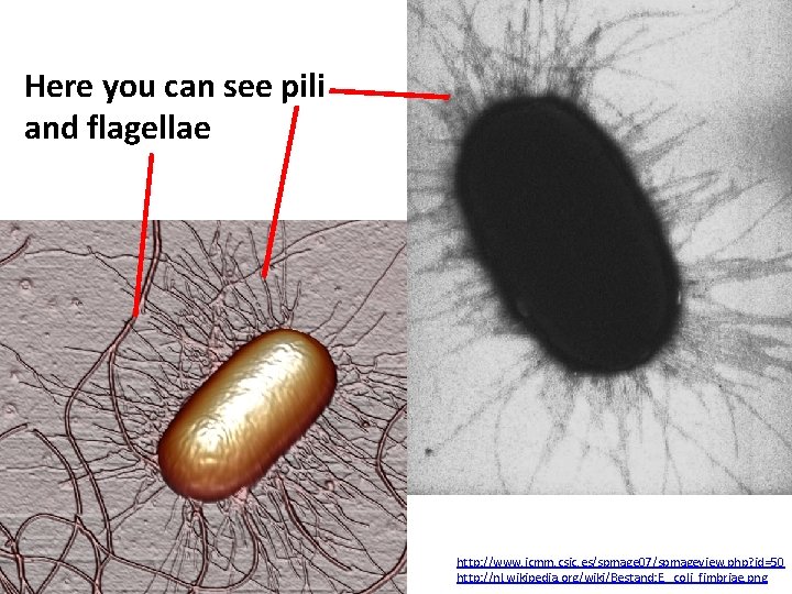 Here you can see pili and flagellae http: //www. icmm. csic. es/spmage 07/spmageview. php?