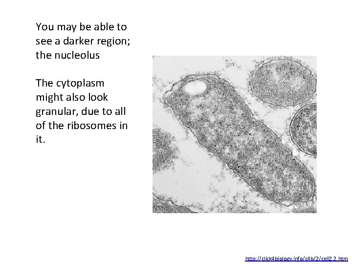 You may be able to see a darker region; the nucleolus The cytoplasm might