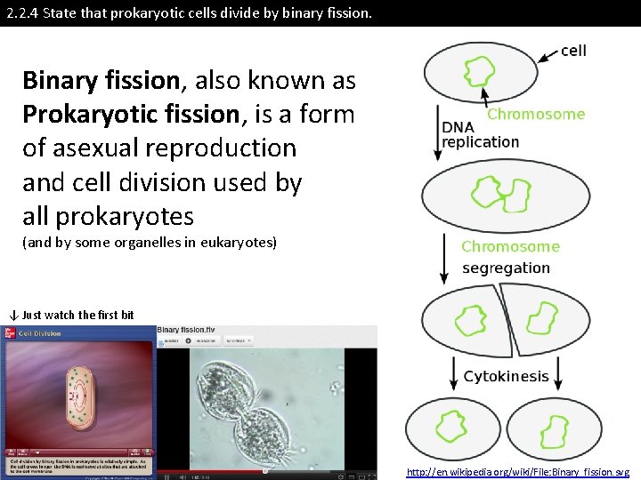 2. 2. 4 State that prokaryotic cells divide by binary fission. Binary fission, also