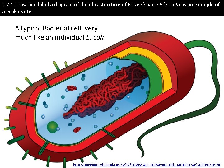 2. 2. 1 Draw and label a diagram of the ultrastructure of Escherichia coli