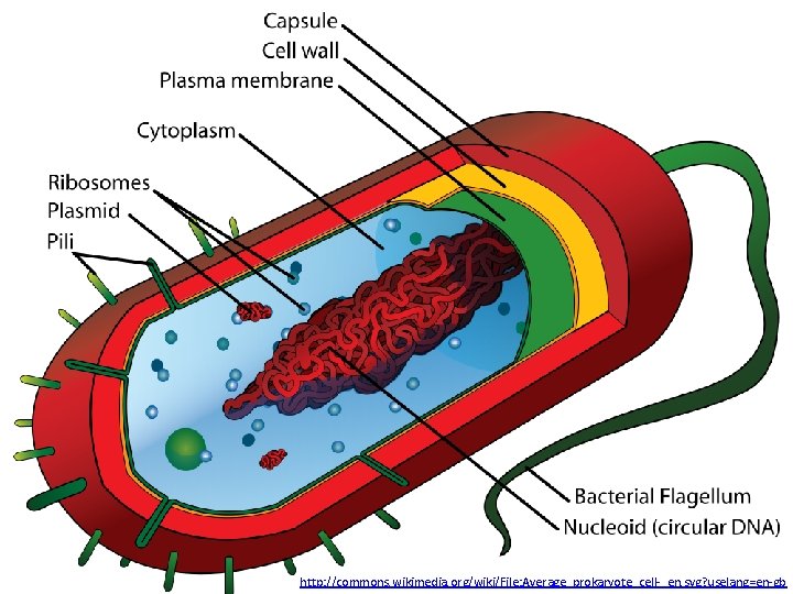 http: //commons. wikimedia. org/wiki/File: Average_prokaryote_cell-_en. svg? uselang=en-gb 