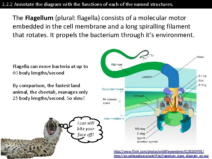 2. 2. 2 Annotate the diagram with the functions of each of the named