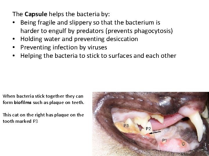 The Capsule helps the bacteria by: • Being fragile and slippery so that the