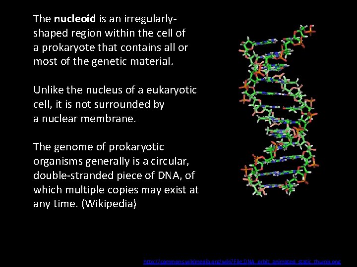 The nucleoid is an irregularlyshaped region within the cell of a prokaryote that contains