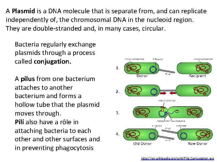 A Plasmid is a DNA molecule that is separate from, and can replicate independently