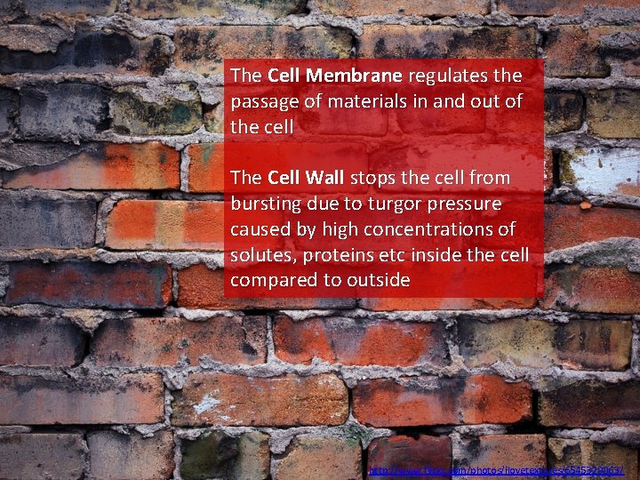 The Cell Membrane regulates the passage of materials in and out of the cell