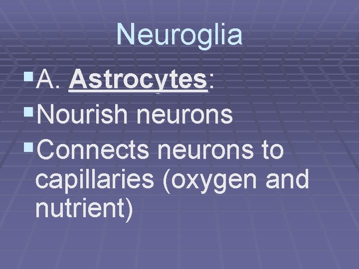 Neuroglia §A. Astrocytes: §Nourish neurons §Connects neurons to capillaries (oxygen and nutrient) 