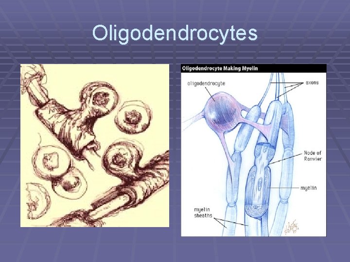 Oligodendrocytes 