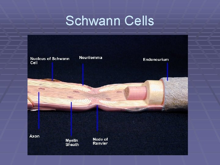 Schwann Cells 