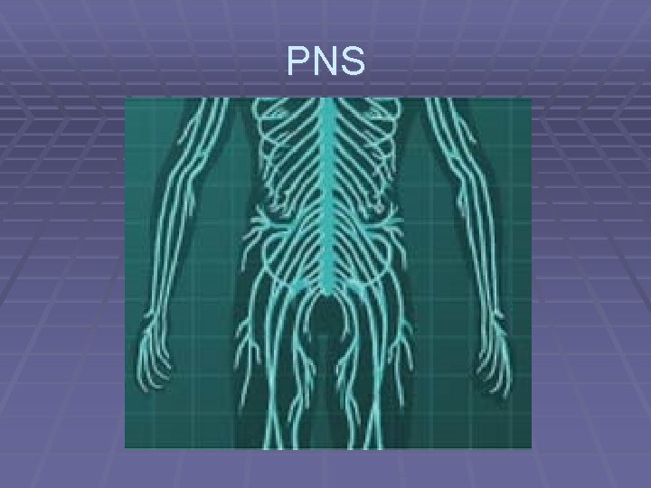 PNS 