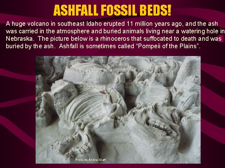 ASHFALL FOSSIL BEDS! A huge volcano in southeast Idaho erupted 11 million years ago,