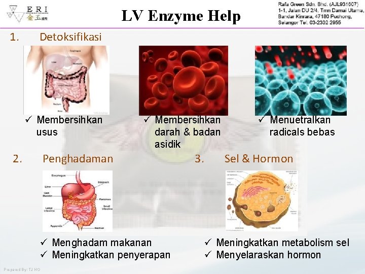 LV Enzyme Help 1. Detoksifikasi ü Membersihkan usus 2. ü Membersihkan darah & badan