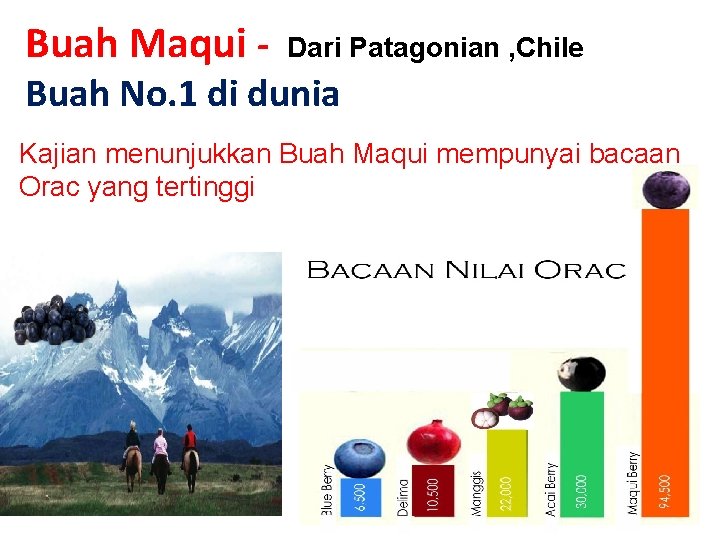 Buah Maqui - Dari Patagonian , Chile Buah No. 1 di dunia Kajian menunjukkan