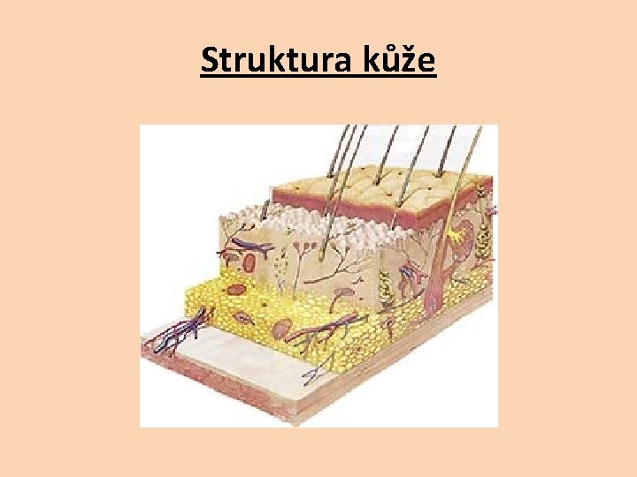 Struktura kůže 