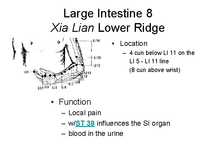 Large Intestine 8 Xia Lian Lower Ridge • Location – 4 cun below LI