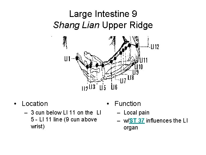 Large Intestine 9 Shang Lian Upper Ridge • Location – 3 cun below LI