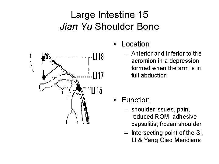 Large Intestine 15 Jian Yu Shoulder Bone • Location – Anterior and inferior to