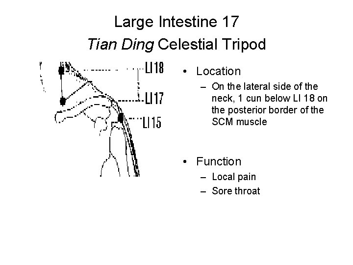 Large Intestine 17 Tian Ding Celestial Tripod • Location – On the lateral side