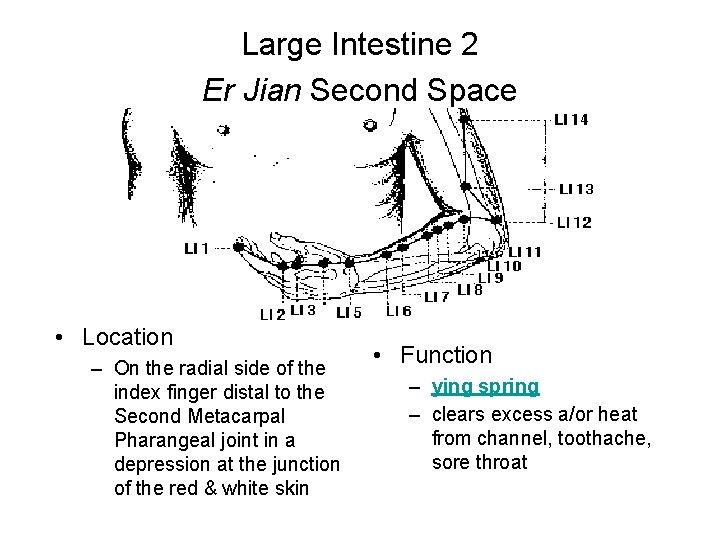 Large Intestine 2 Er Jian Second Space • Location – On the radial side
