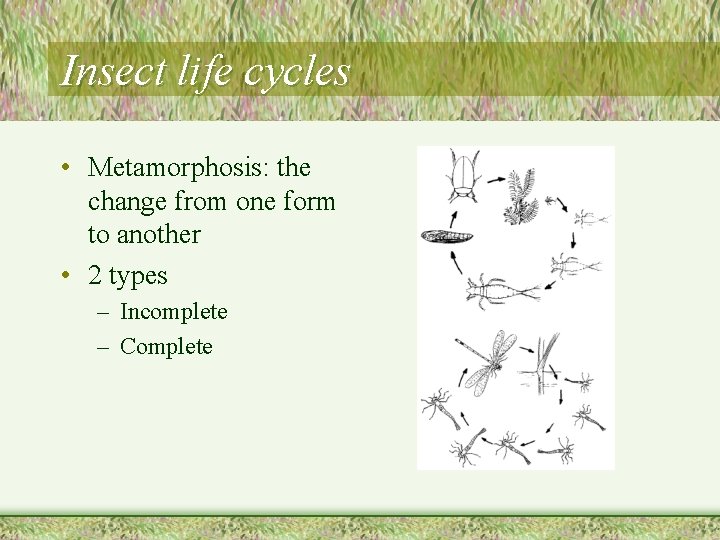 Insect life cycles • Metamorphosis: the change from one form to another • 2