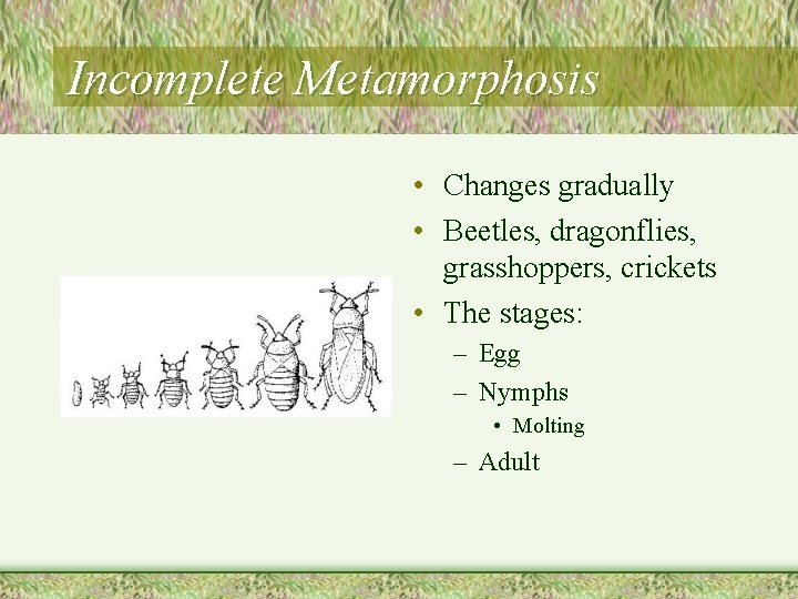 Incomplete Metamorphosis • Changes gradually • Beetles, dragonflies, grasshoppers, crickets • The stages: –