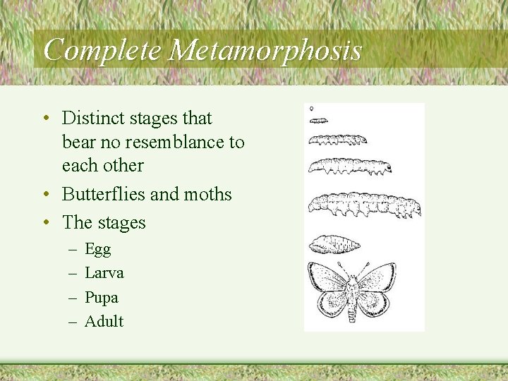 Complete Metamorphosis • Distinct stages that bear no resemblance to each other • Butterflies