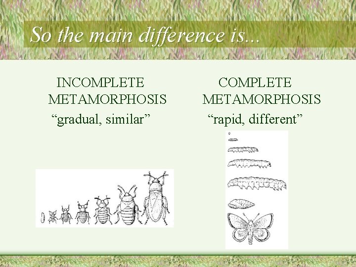So the main difference is. . . INCOMPLETE METAMORPHOSIS “gradual, similar” COMPLETE METAMORPHOSIS “rapid,