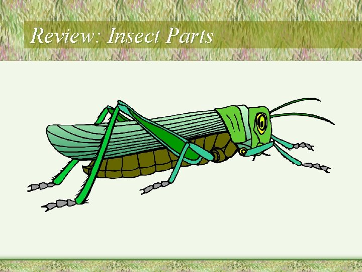 Review: Insect Parts 