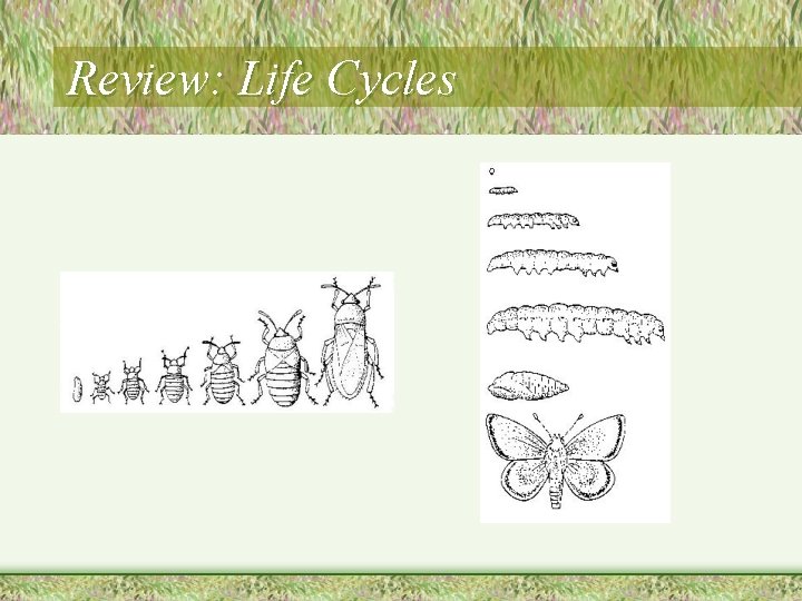 Review: Life Cycles 
